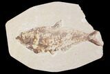 Bargain, Diplomystus Fossil Fish - Wyoming #89144-1